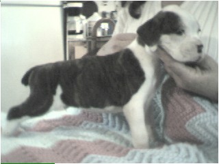Puppy Pic 2