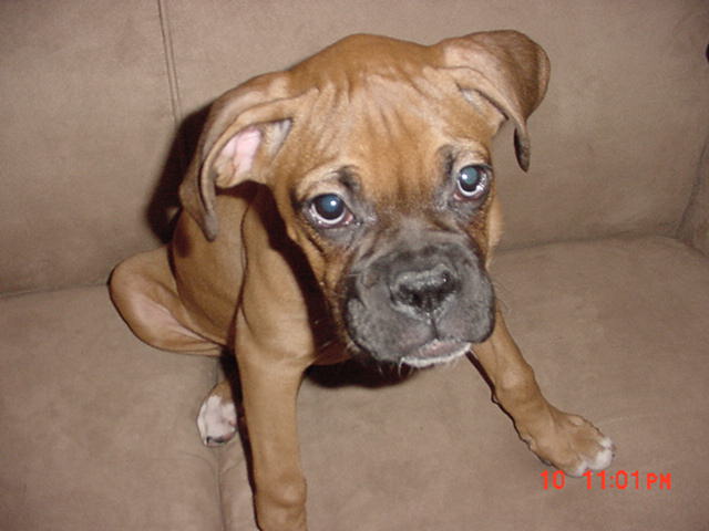 puppy pic Abs