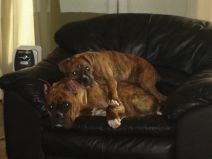 Puppy pile