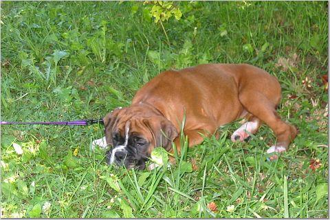 puppy-pooped