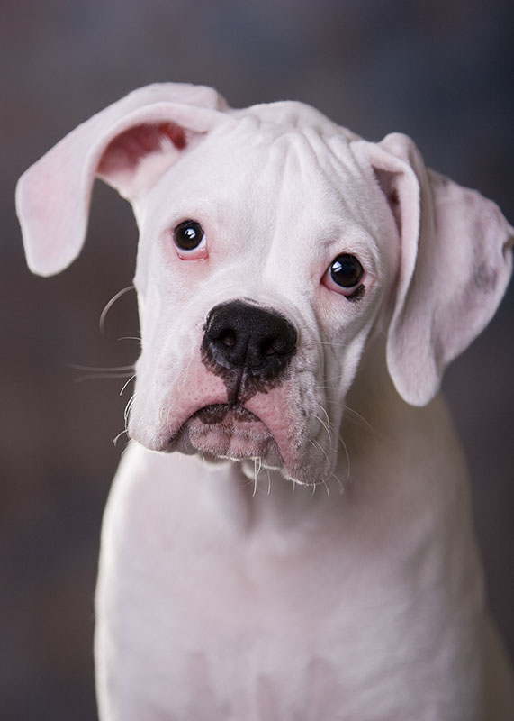 Puppy Profile - Max