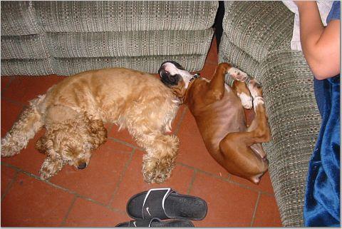 puppy-sleeping_with_Bo