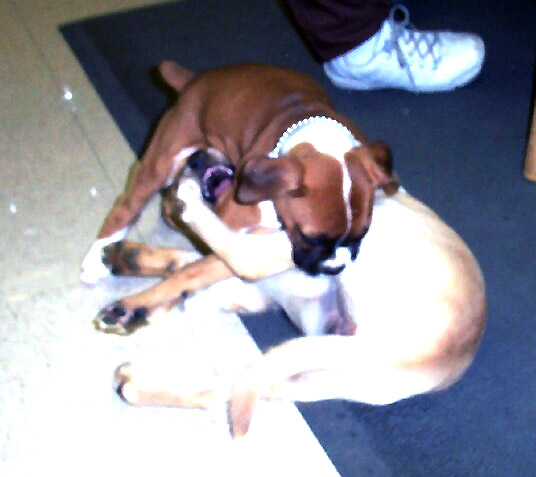 Puppy wrestling