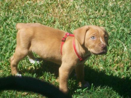 Puppy Zeus