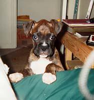 Puppy