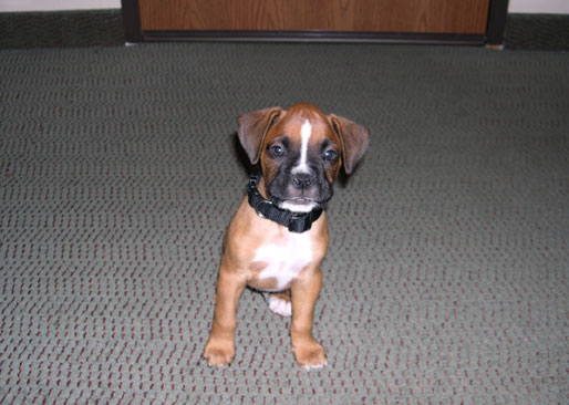 Puppy