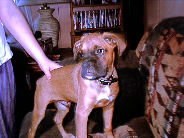 Puppy