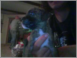 puppy