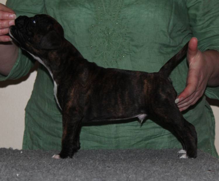 Puppy!!!!
