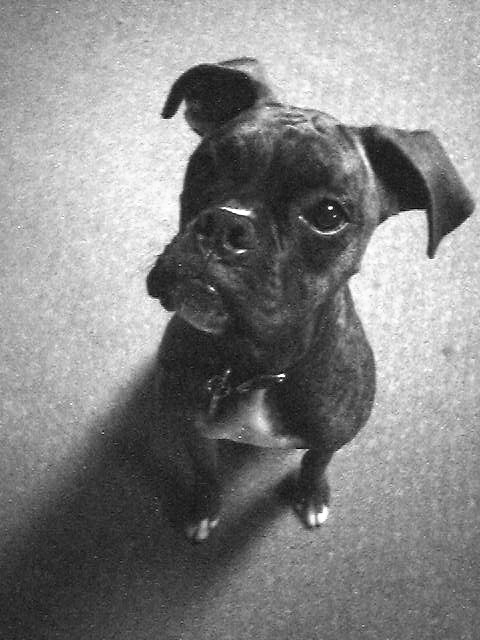 puppy01bw_web