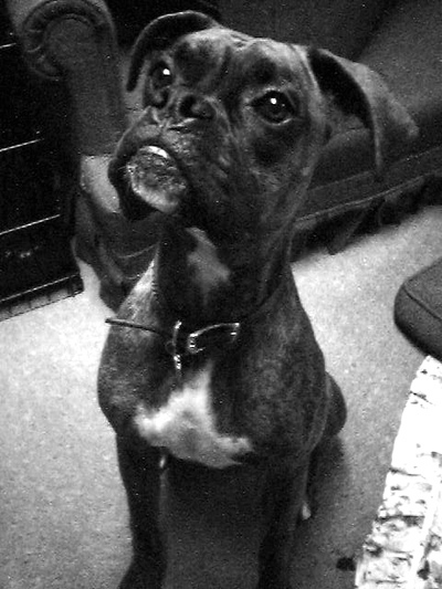 puppy03bw_web