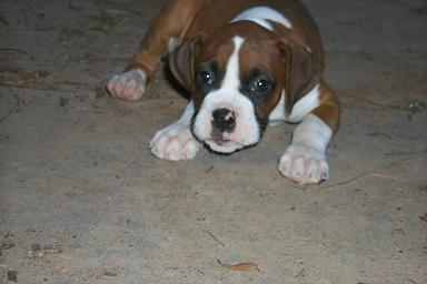 puppy1