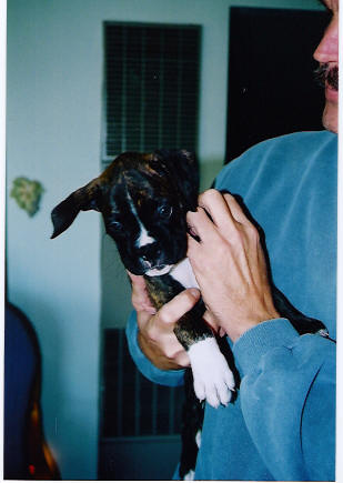 puppy1