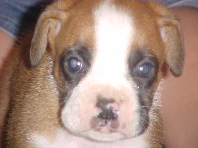 puppy1