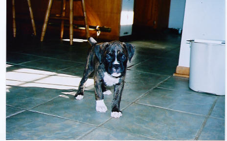 puppy2