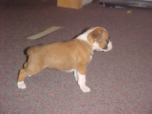 puppy2