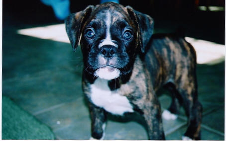 puppy3