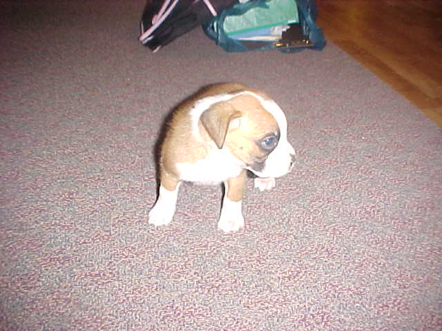 puppy3