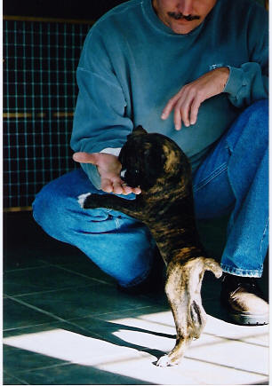 puppy4
