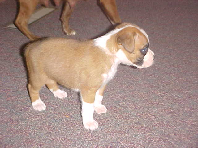 puppy4