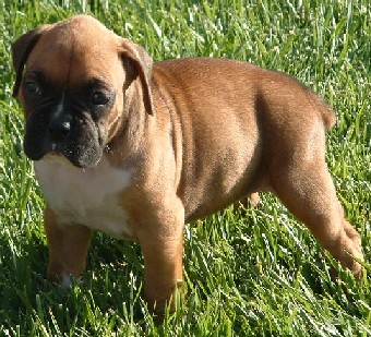 puppy4