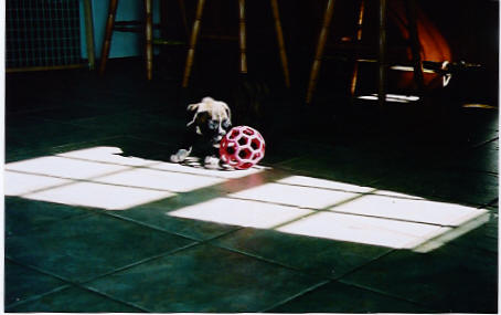 puppy5