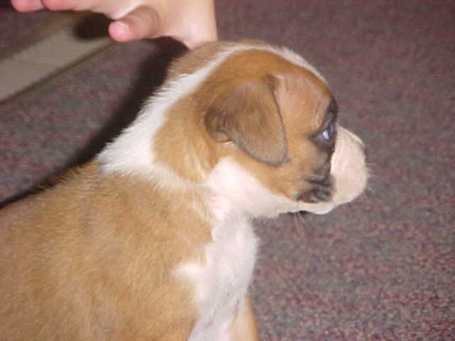 puppy5