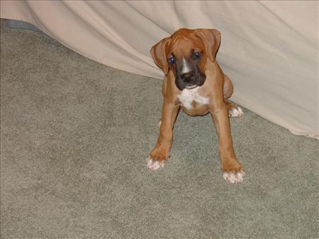 puppy5