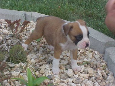 puppy6
