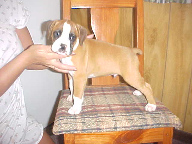 puppy61