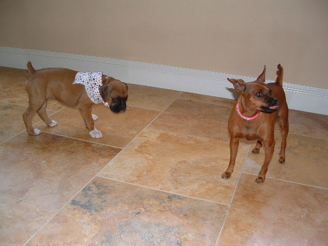 puppy6_1