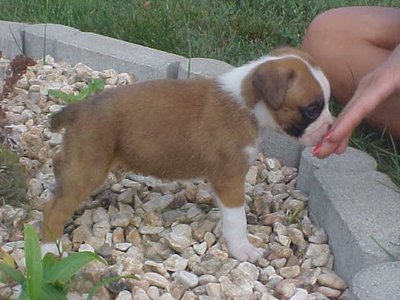 puppy7