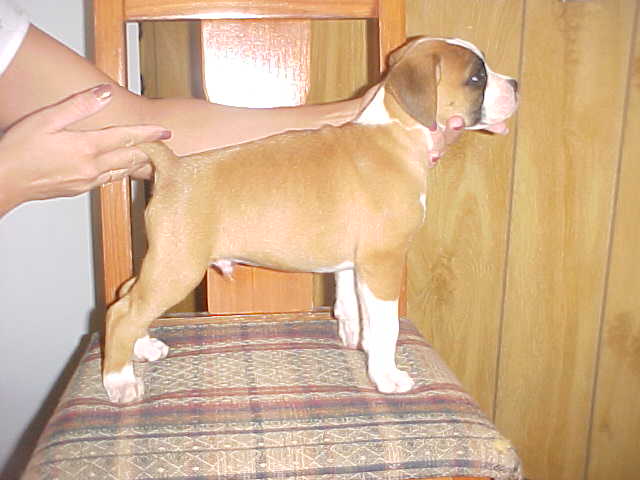 puppy71
