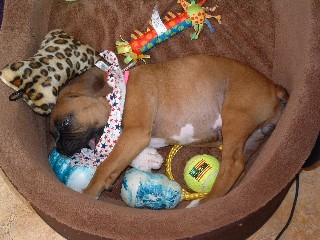 puppy7_1