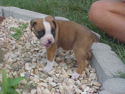 puppy8