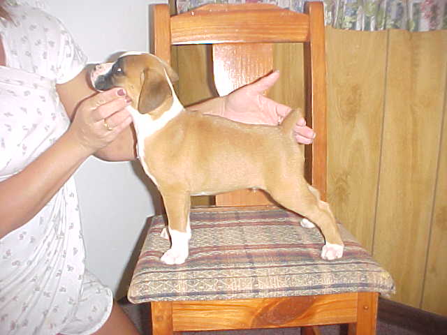 puppy81