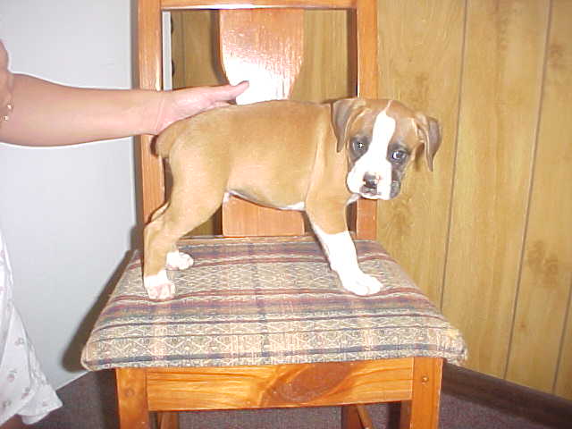 puppy9