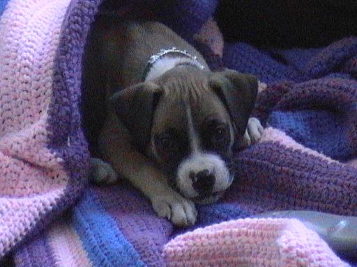 Puppy_009