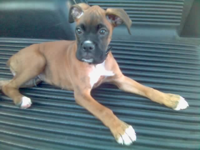 Puppy_Capone