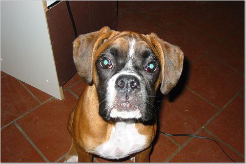 puppy_head