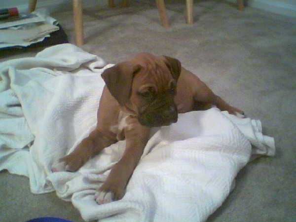 Puppy's first picture