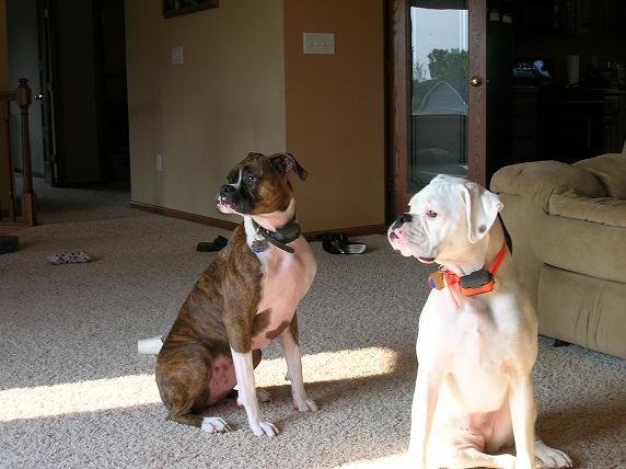 puppys