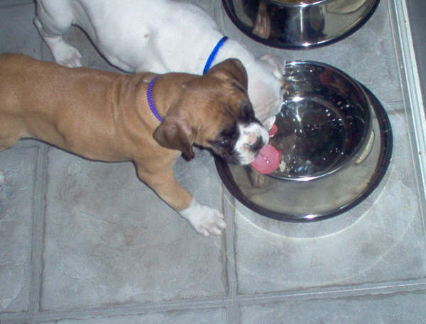 Pups drinking