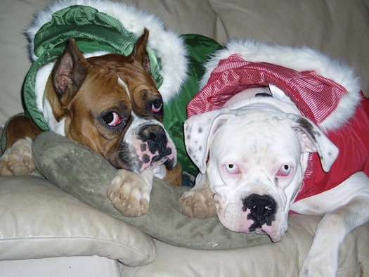 Pups in Christmas outfits