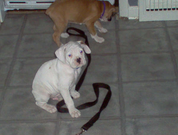 Pups