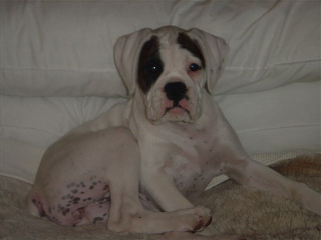 Purdey gets herself comfortable again.