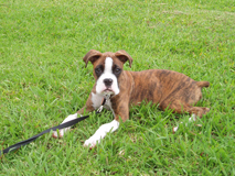 Purdy in the grass