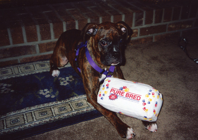 purebred