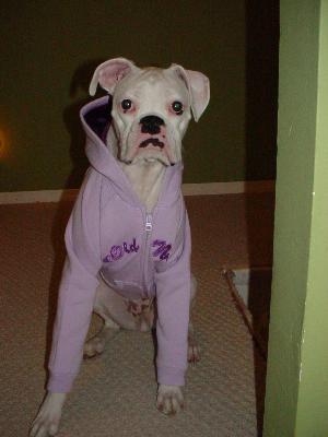 Purple Hoodie