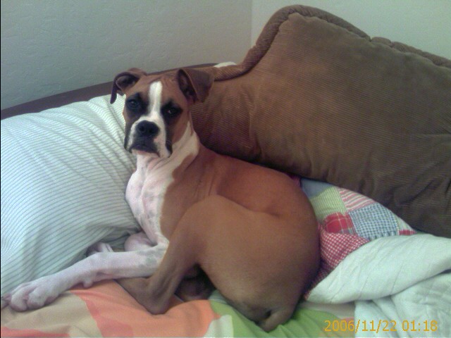 Queen Kimber